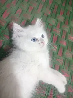 Persian cat — photo 3