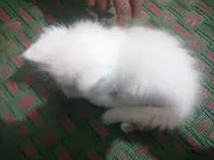 Persian cat 4