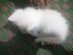 Persian cat — photo 5