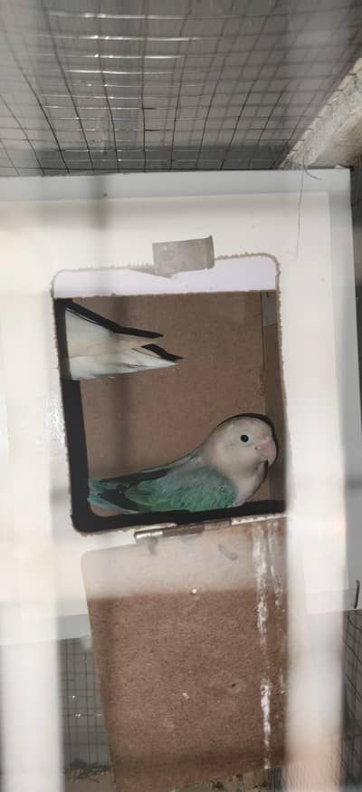 love bird sale