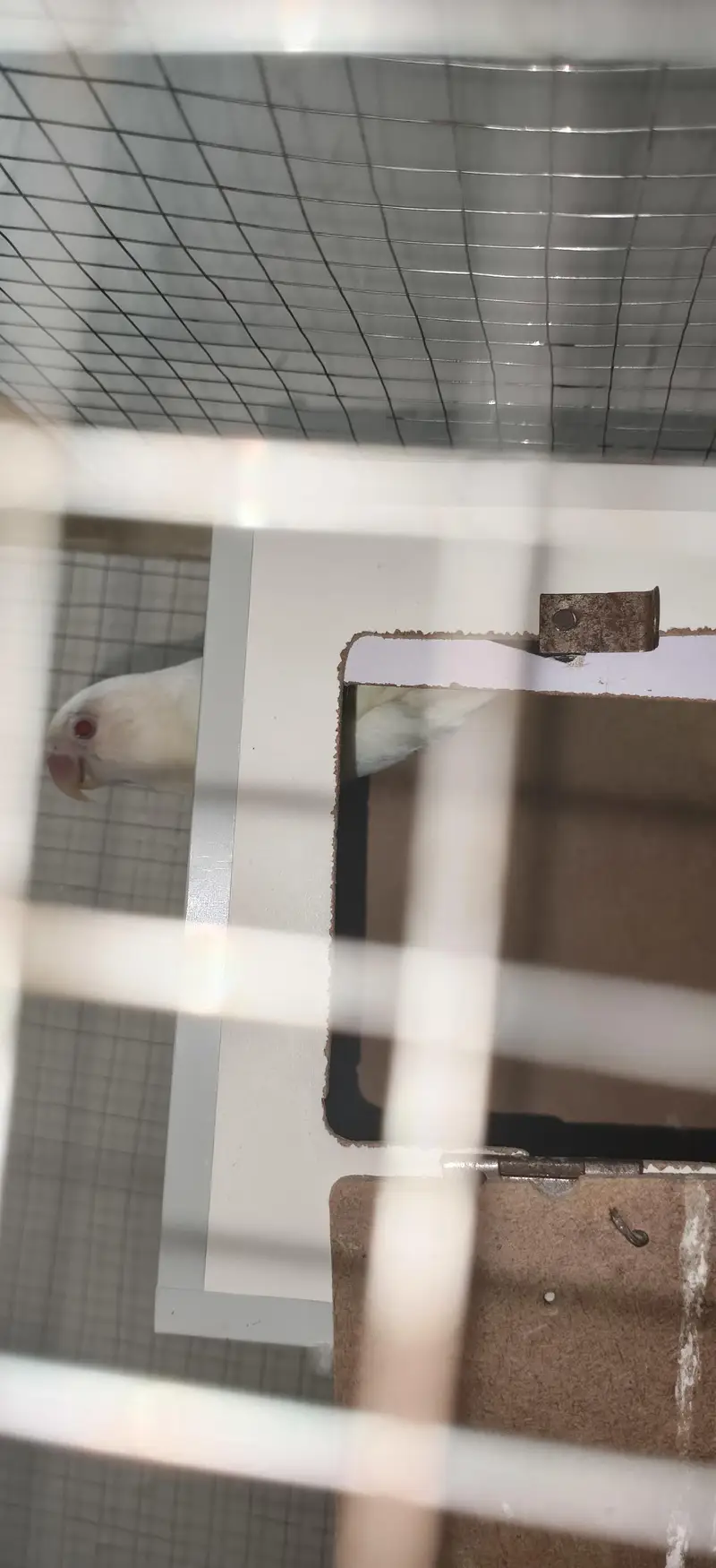 love bird sale — photo 2