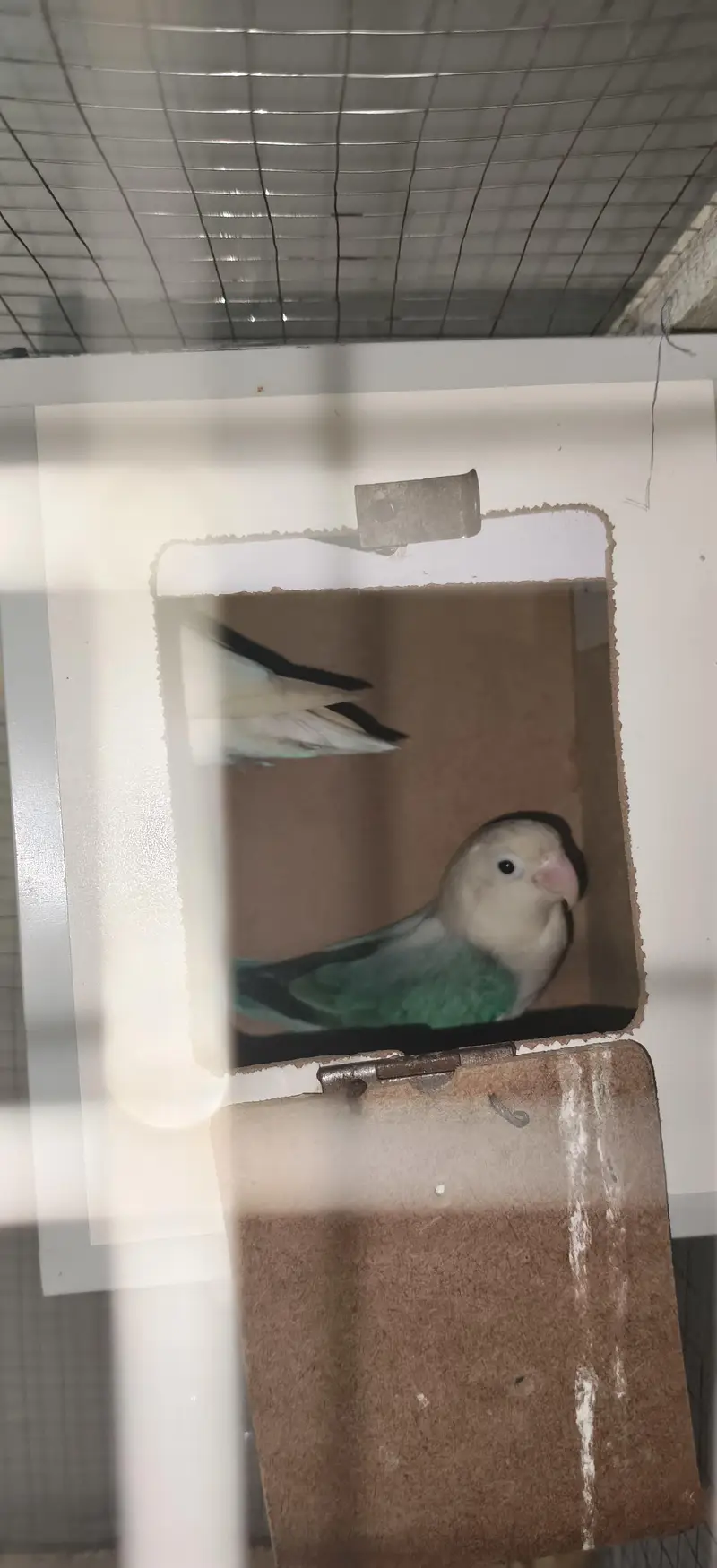 love bird sale — photo 3