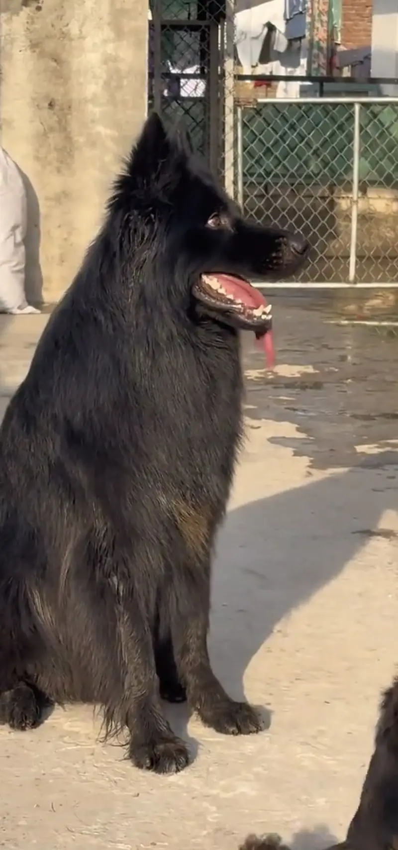 Stud available hai padgree black  male hai — photo 3