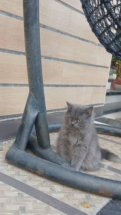 Persian cat