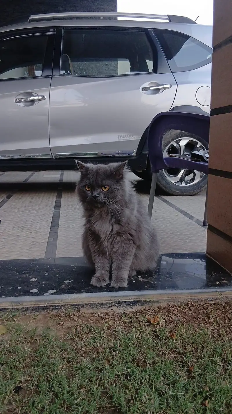 Persian cat — photo 2