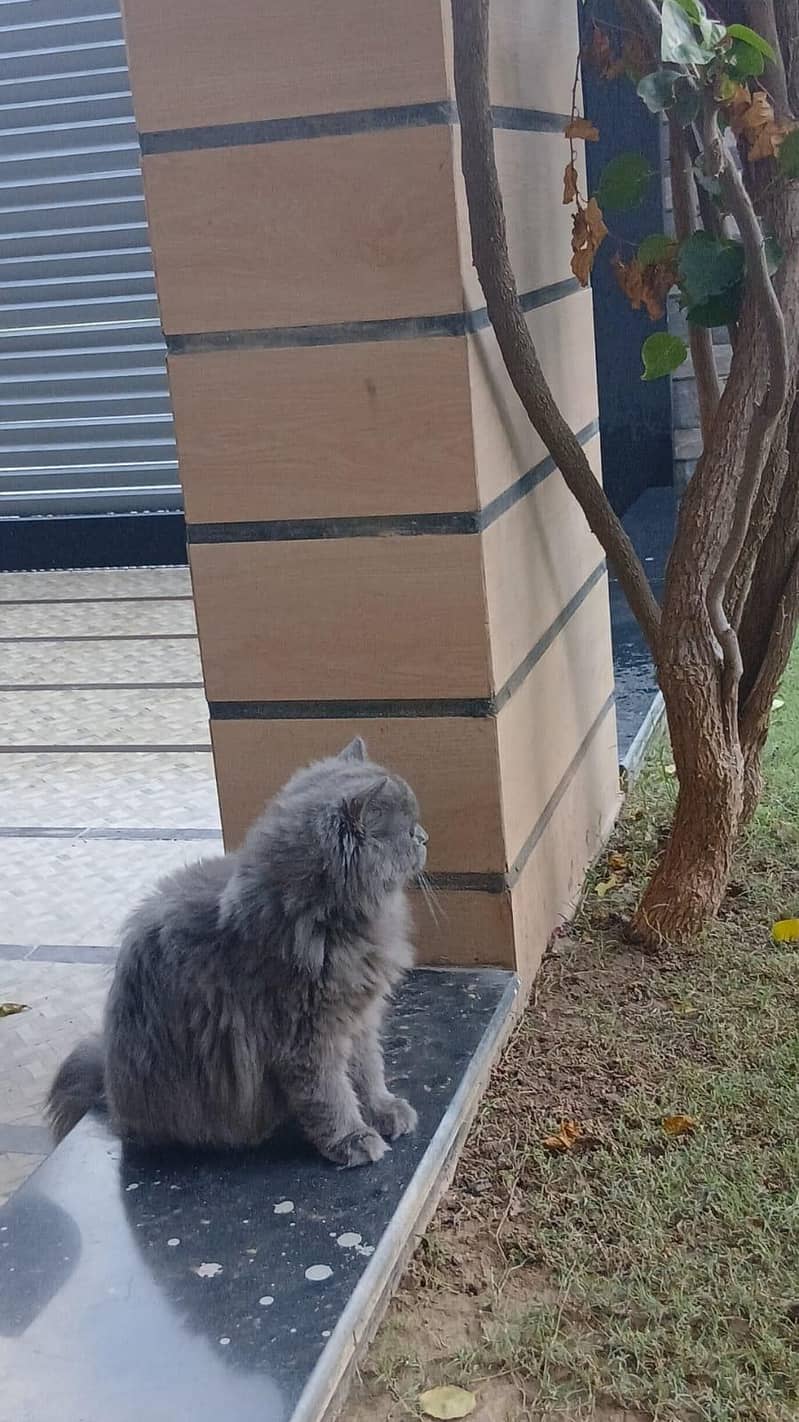 Persian cat 2