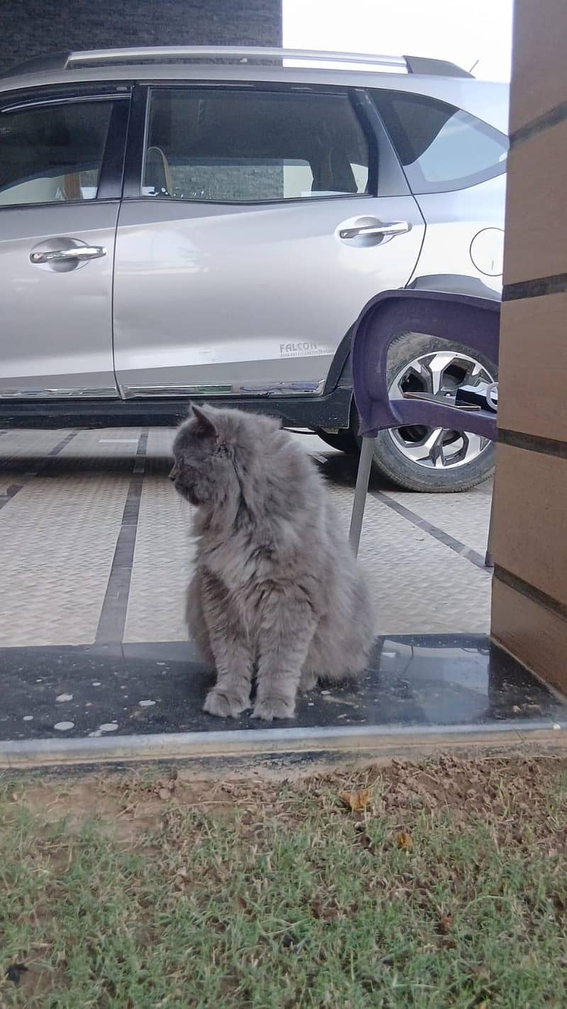 Persian cat 3