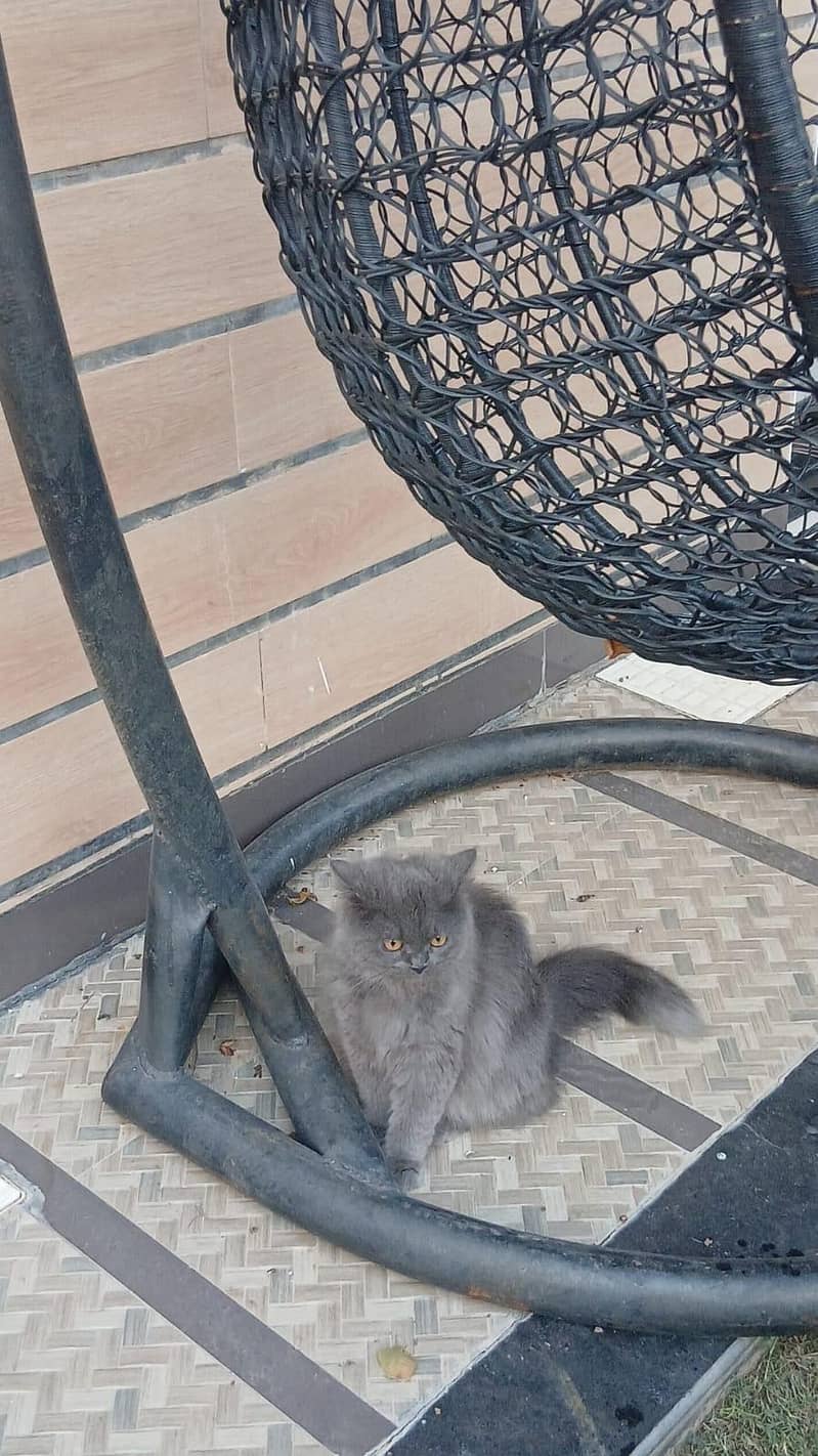 Persian cat 4