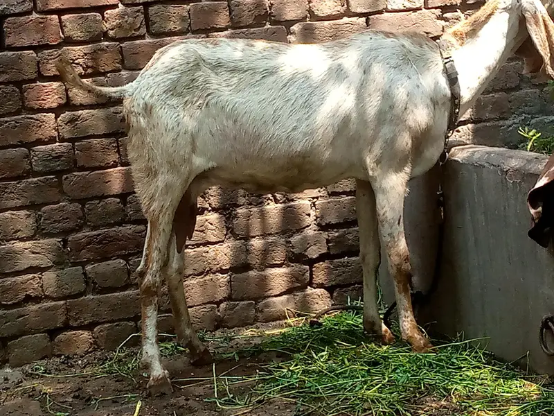 female — photo 2