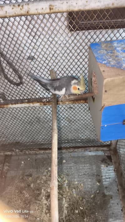 grey coaktail pair breeder and has 2 egg