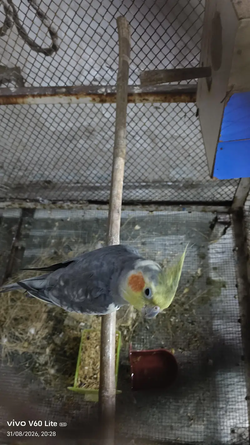 grey coaktail pair breeder and has 2 egg — photo 2