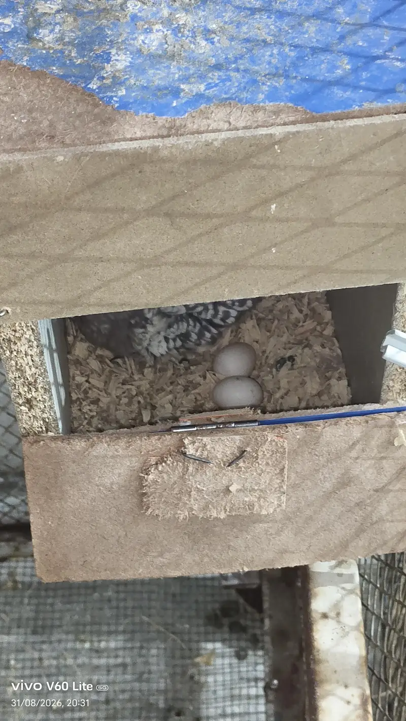 grey coaktail pair breeder and has 2 egg — photo 3
