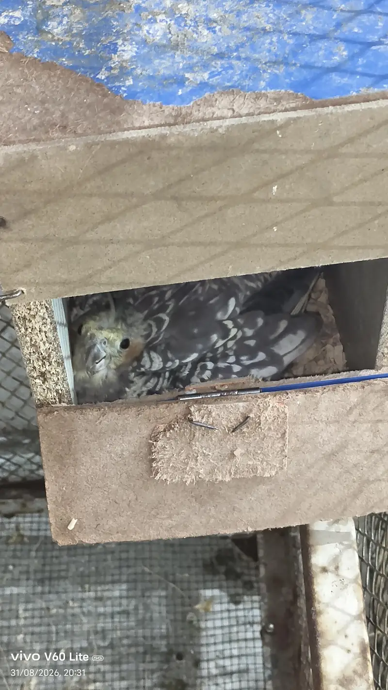 grey coaktail pair breeder and has 2 egg — photo 4