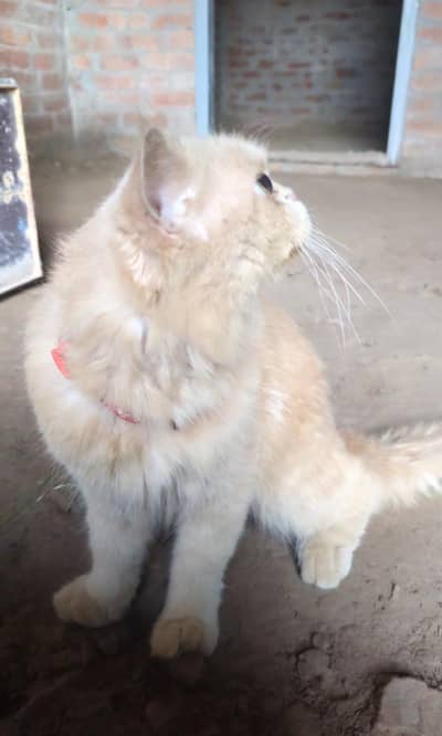 Persian Brown Cat Pure Punch face