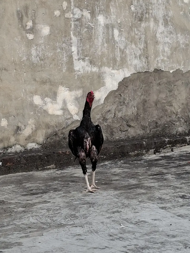 Turkish × Shamu — photo 6