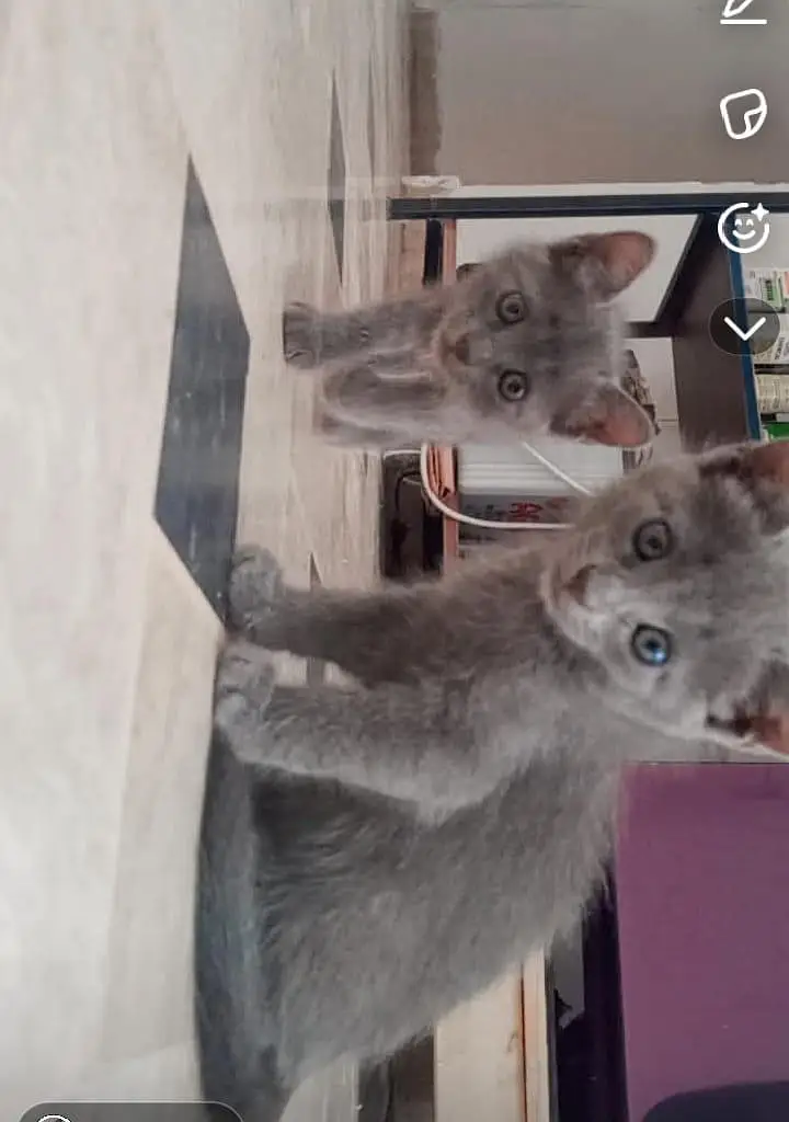 Persians cats — photo 6