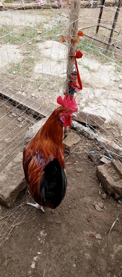 desi murga for sale