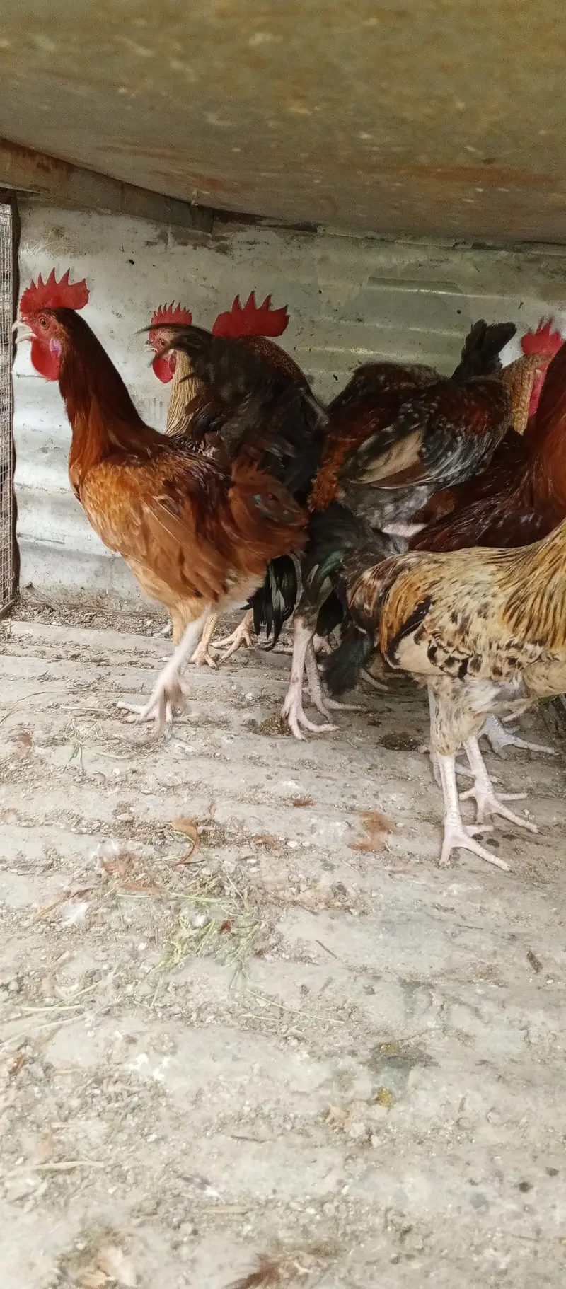 desi murga for sale — photo 4
