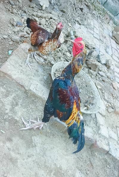 فروخت کے لئے دو اصیل مرعے دستیاب ہے