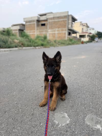 German shepherd puppy