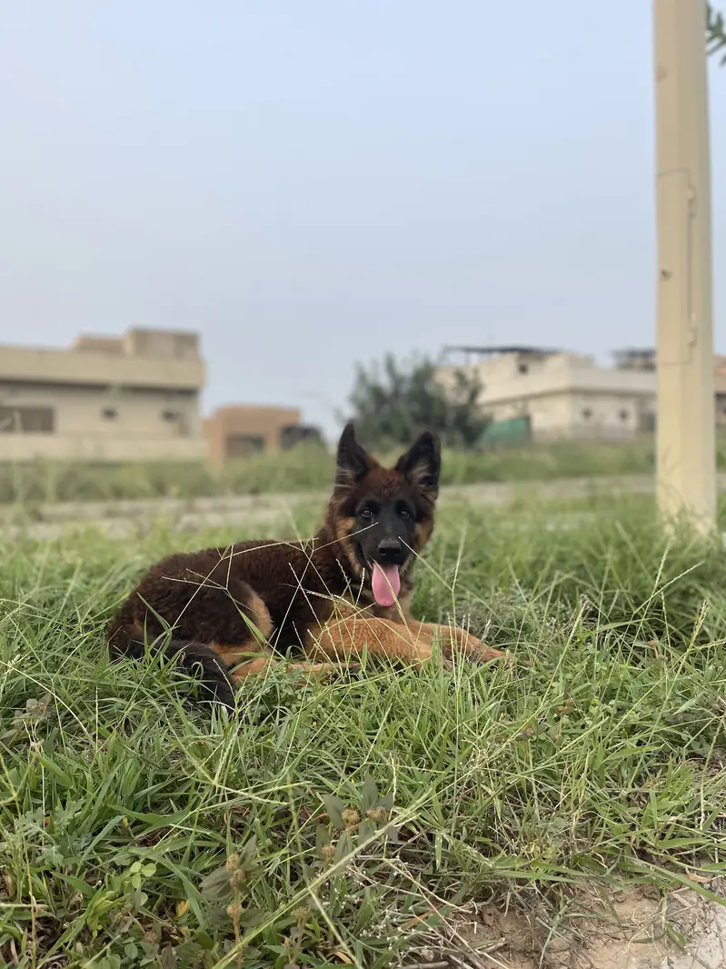 German shepherd puppy — photo 2
