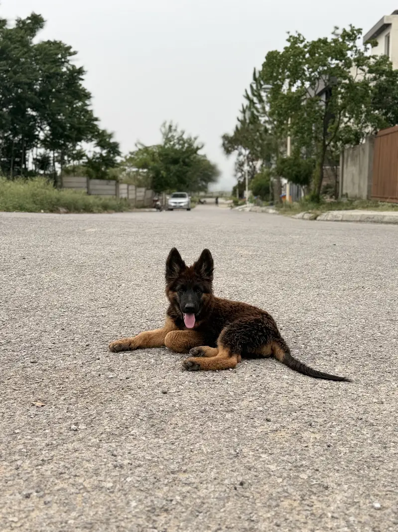 German shepherd puppy — photo 3