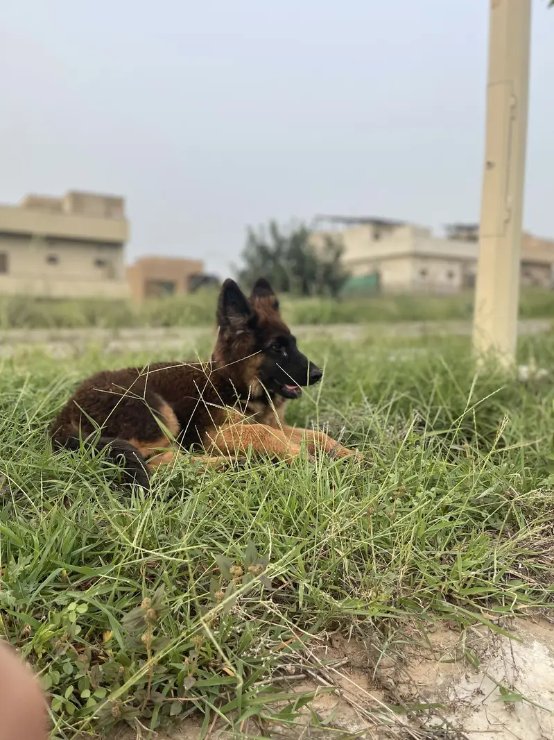 German shepherd puppy — photo 4