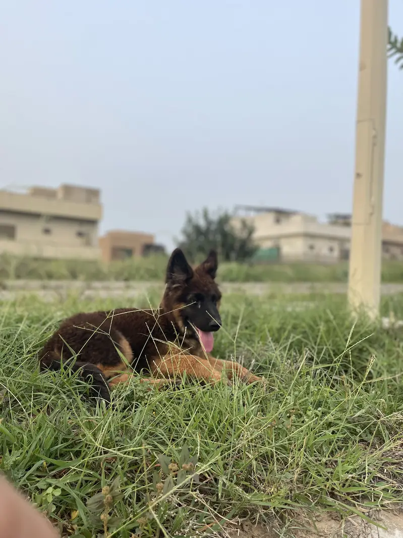 German shepherd puppy — photo 5