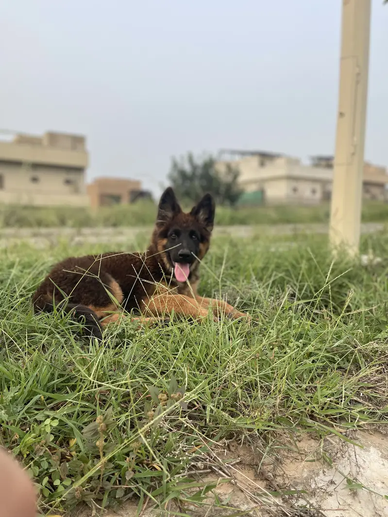 German shepherd puppy — photo 6