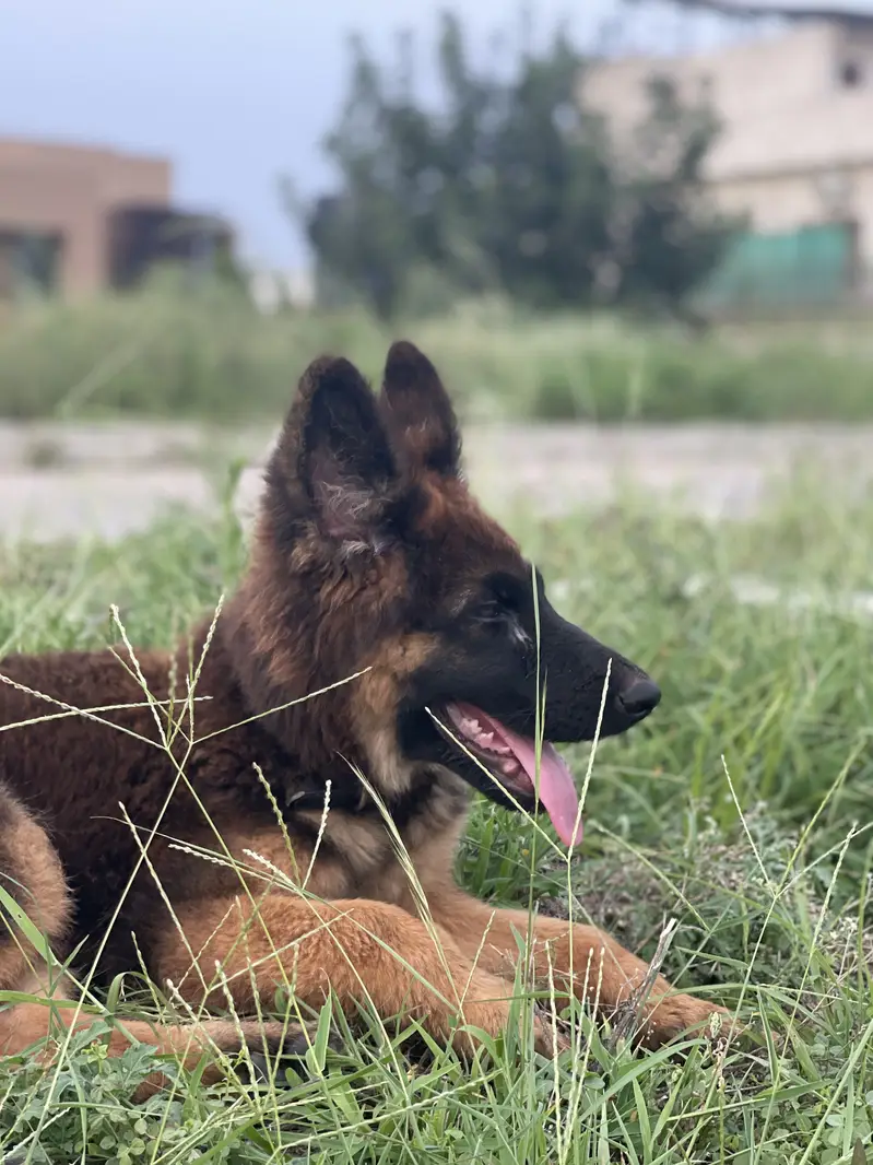German shepherd puppy — photo 7