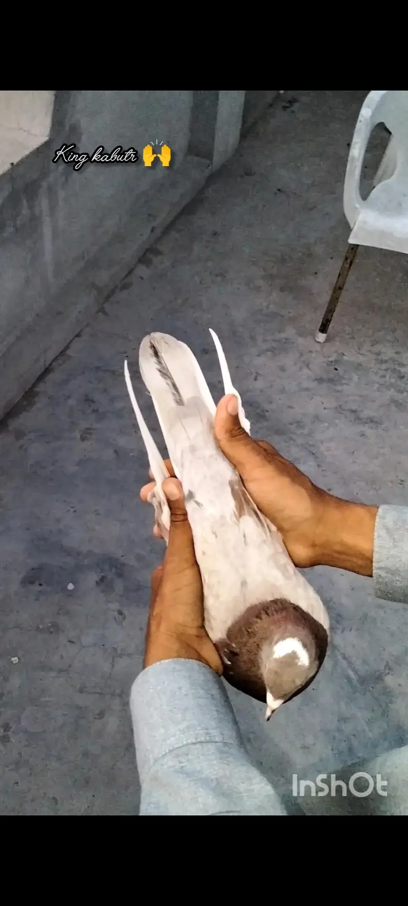 Breader indian kabutr