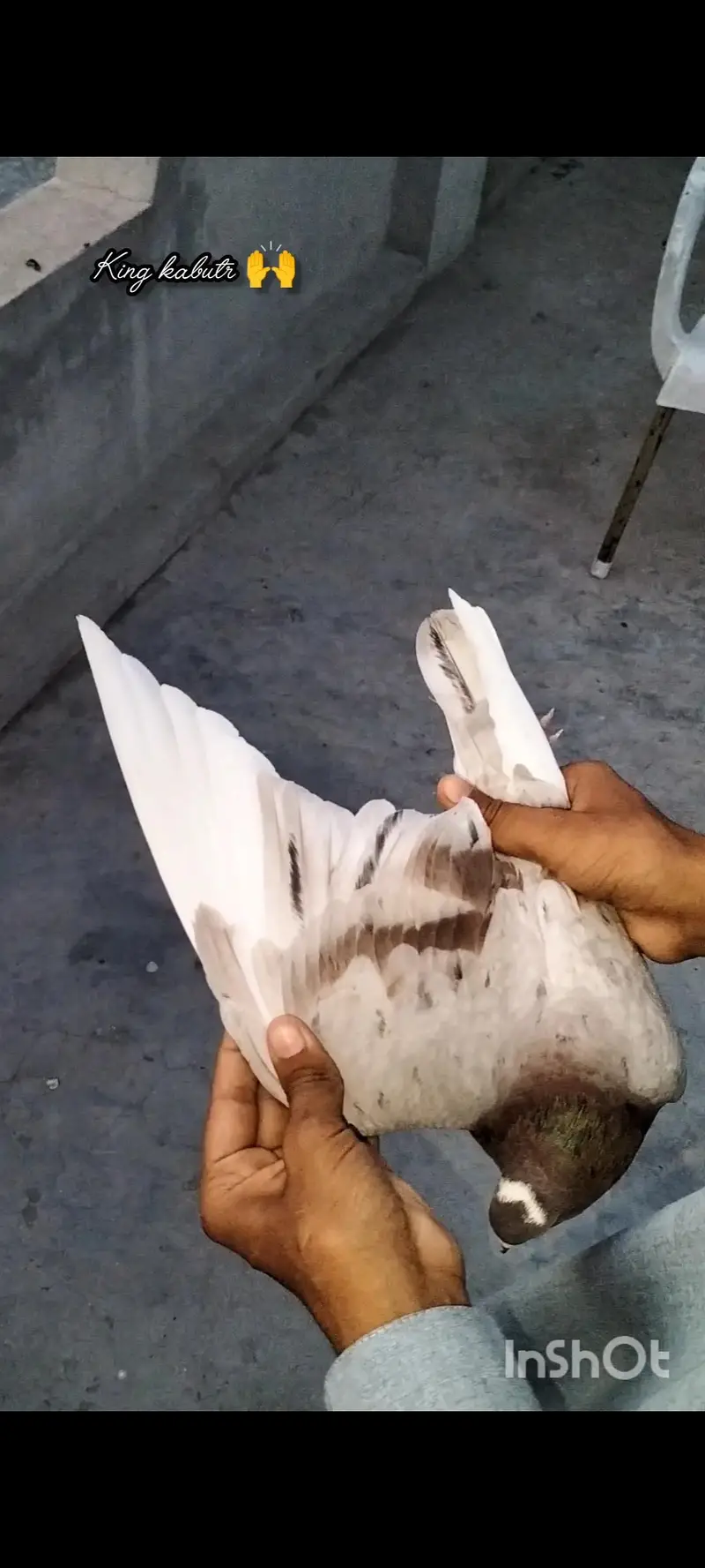 Breader indian kabutr — photo 2