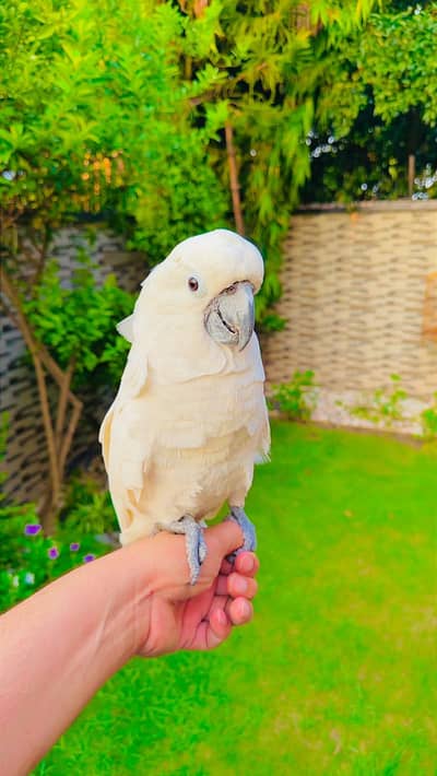 Umbrella cockatoo Female