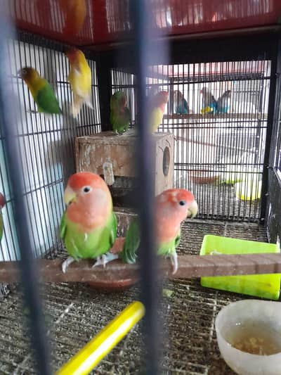 breeder pairs for sale