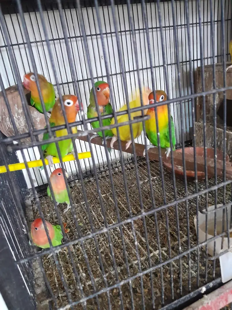 breeder pairs for sale — photo 2