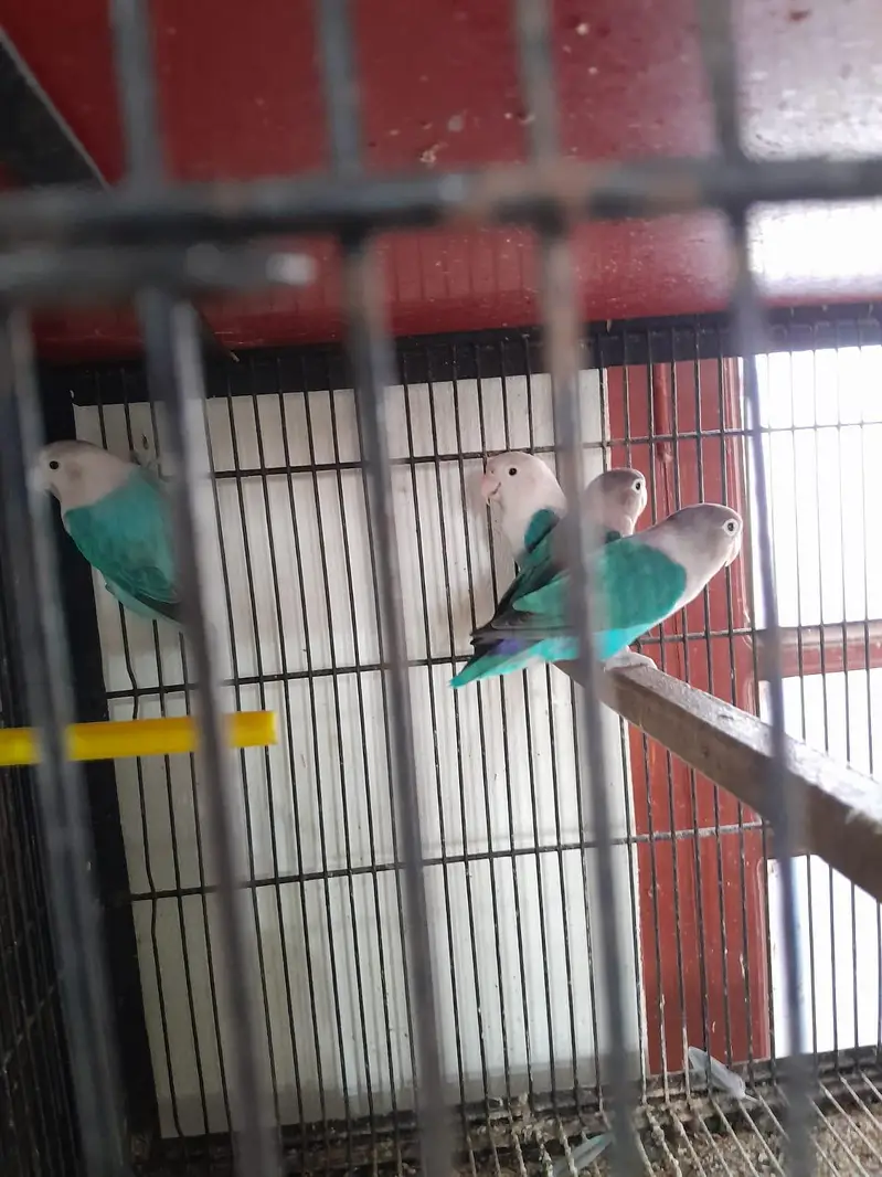 breeder pairs for sale — photo 3