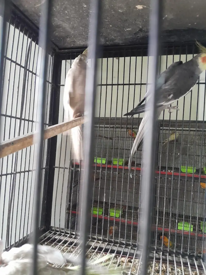breeder pairs for sale — photo 4