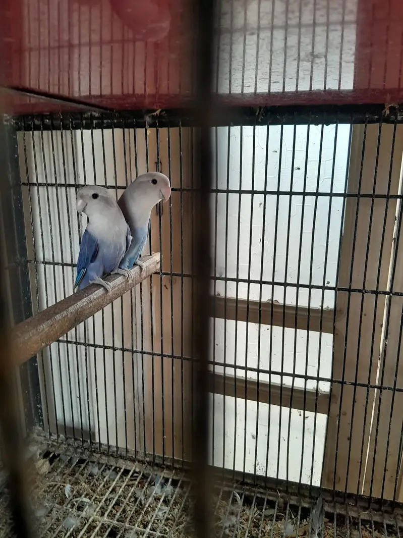 breeder pairs for sale — photo 5