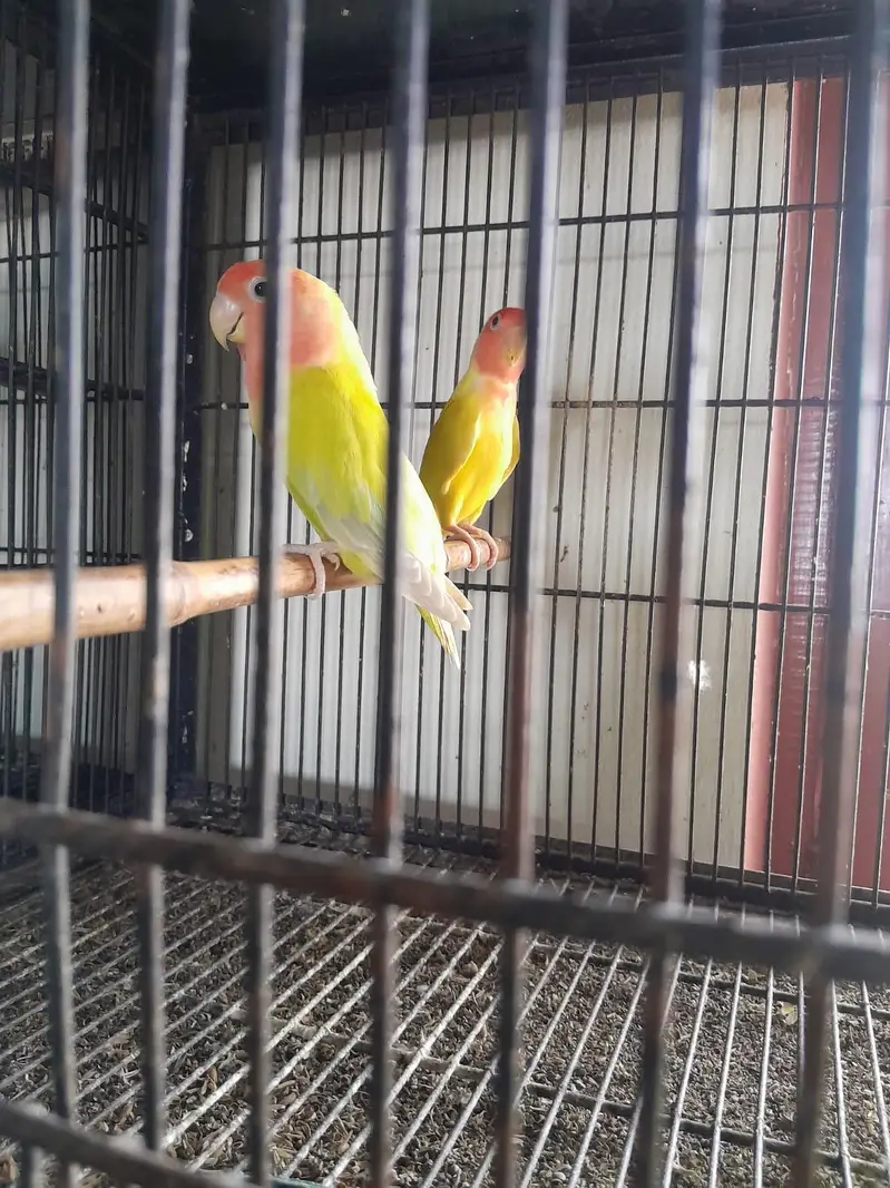 breeder pairs for sale — photo 6