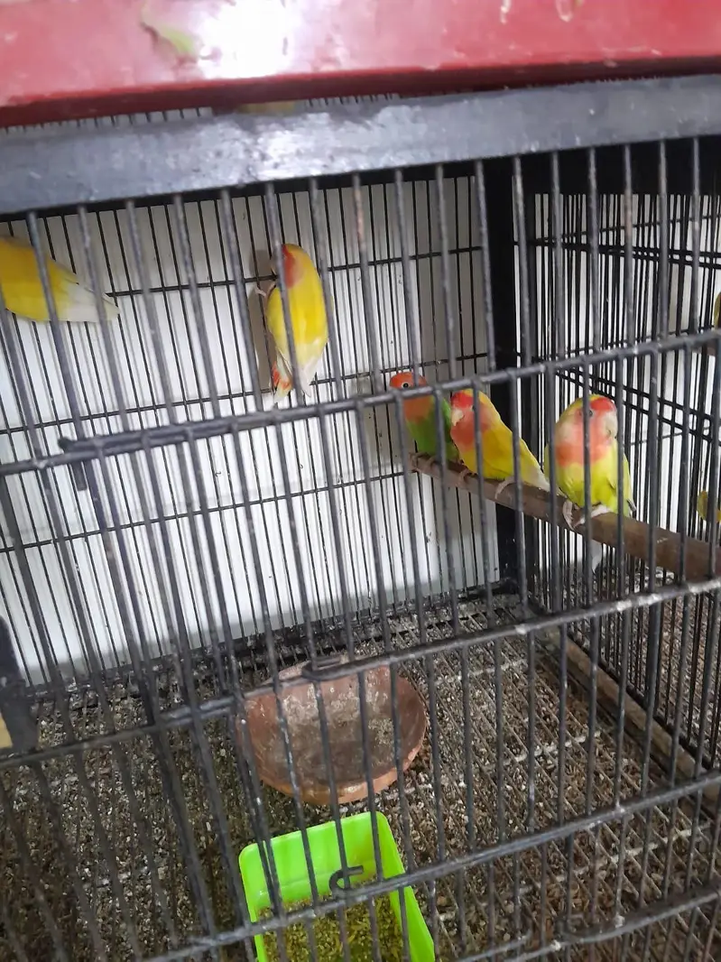 breeder pairs for sale — photo 7