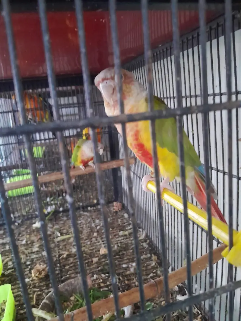 breeder pairs for sale — photo 9