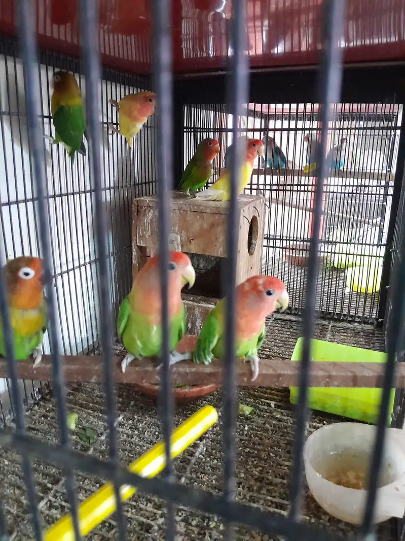 breeder pairs for sale — photo 10