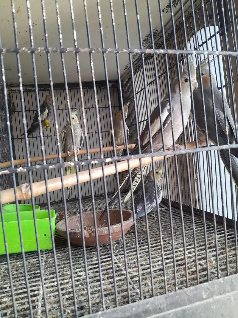 breeder pairs for sale — photo 11