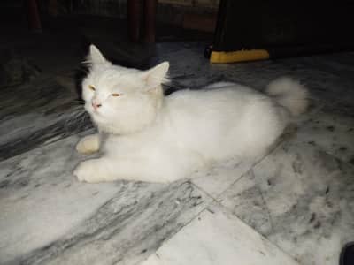 Persian double coated