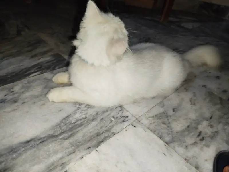 Persian double coated — photo 2