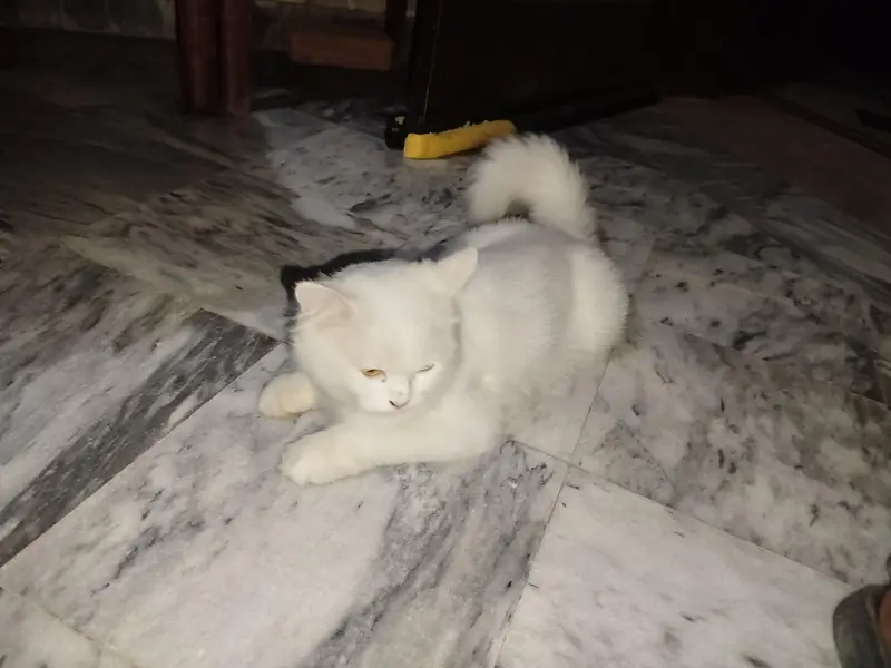 Persian double coated — photo 3