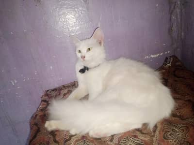 persian cat triple coated