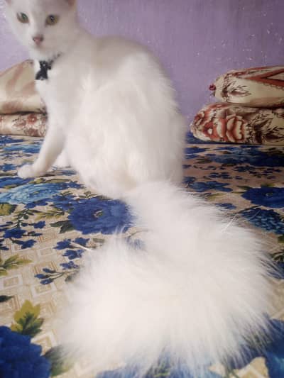 persian cat triple coated