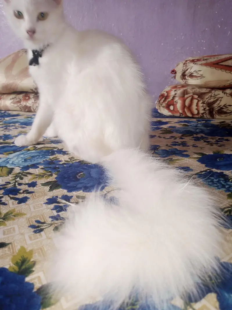 persian cat triple coated — photo 2