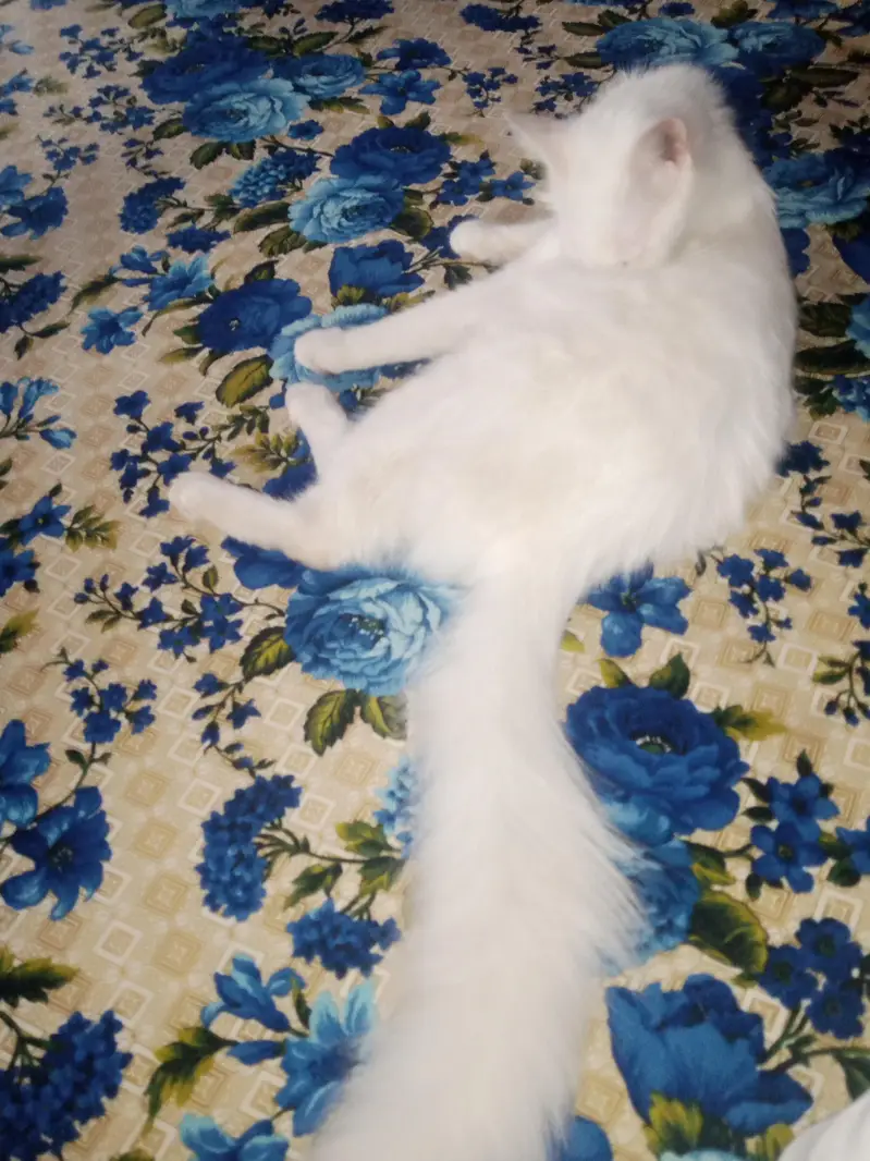 persian cat triple coated — photo 3